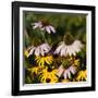 Black-Eyed Susan and Echinacea Flowers-Richard T. Nowitz-Framed Photographic Print