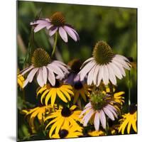 Black-Eyed Susan and Echinacea Flowers-Richard T. Nowitz-Mounted Photographic Print