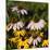 Black-Eyed Susan and Echinacea Flowers-Richard T. Nowitz-Mounted Photographic Print