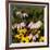 Black-Eyed Susan and Echinacea Flowers-Richard T. Nowitz-Framed Photographic Print