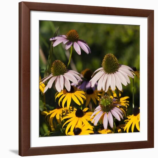 Black-Eyed Susan and Echinacea Flowers-Richard T. Nowitz-Framed Photographic Print