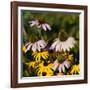 Black-Eyed Susan and Echinacea Flowers-Richard T. Nowitz-Framed Photographic Print