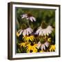 Black-Eyed Susan and Echinacea Flowers-Richard T. Nowitz-Framed Photographic Print