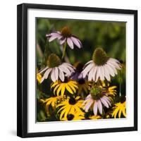 Black-Eyed Susan and Echinacea Flowers-Richard T. Nowitz-Framed Photographic Print