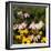 Black-Eyed Susan and Echinacea Flowers-Richard T. Nowitz-Framed Photographic Print