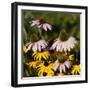 Black-Eyed Susan and Echinacea Flowers-Richard T. Nowitz-Framed Photographic Print