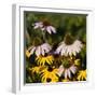 Black-Eyed Susan and Echinacea Flowers-Richard T. Nowitz-Framed Photographic Print