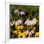 Black-Eyed Susan and Echinacea Flowers-Richard T. Nowitz-Framed Photographic Print