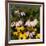 Black-Eyed Susan and Echinacea Flowers-Richard T. Nowitz-Framed Photographic Print