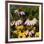 Black-Eyed Susan and Echinacea Flowers-Richard T. Nowitz-Framed Photographic Print