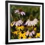 Black-Eyed Susan and Echinacea Flowers-Richard T. Nowitz-Framed Photographic Print