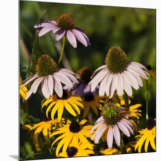 Black-Eyed Susan and Echinacea Flowers-Richard T. Nowitz-Mounted Photographic Print