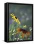 Black-Eyed Susan and Gloriosa Daisy, Oldham County, Kentucky, USA-Adam Jones-Framed Stretched Canvas
