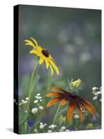 Black-Eyed Susan and Gloriosa Daisy, Oldham County, Kentucky, USA-Adam Jones-Stretched Canvas