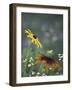 Black-Eyed Susan and Gloriosa Daisy, Oldham County, Kentucky, USA-Adam Jones-Framed Photographic Print