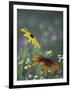 Black-Eyed Susan and Gloriosa Daisy, Oldham County, Kentucky, USA-Adam Jones-Framed Photographic Print