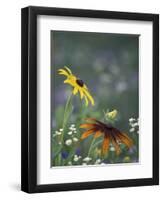 Black-Eyed Susan and Gloriosa Daisy, Oldham County, Kentucky, USA-Adam Jones-Framed Photographic Print