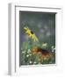 Black-Eyed Susan and Gloriosa Daisy, Oldham County, Kentucky, USA-Adam Jones-Framed Photographic Print