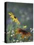 Black-Eyed Susan and Gloriosa Daisy, Oldham County, Kentucky, USA-Adam Jones-Stretched Canvas