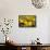 Black Eyed Susan and Ladybug-Lantern Press-Framed Stretched Canvas displayed on a wall