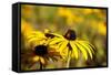 Black Eyed Susan and Ladybug-Lantern Press-Framed Stretched Canvas