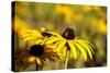 Black Eyed Susan and Ladybug-Lantern Press-Stretched Canvas