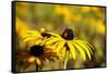 Black Eyed Susan and Ladybug-Lantern Press-Framed Stretched Canvas