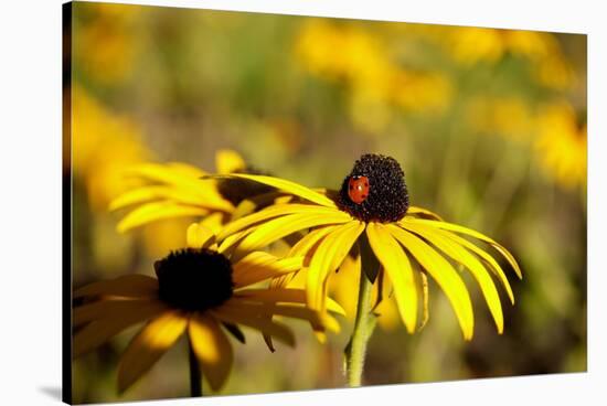 Black Eyed Susan and Ladybug-Lantern Press-Stretched Canvas