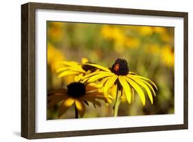 Black Eyed Susan and Ladybug-Lantern Press-Framed Art Print