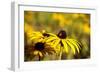 Black Eyed Susan and Ladybug-Lantern Press-Framed Art Print