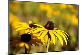 Black Eyed Susan and Ladybug-Lantern Press-Mounted Art Print