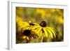 Black Eyed Susan and Ladybug-Lantern Press-Framed Art Print