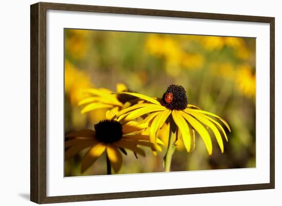 Black Eyed Susan and Ladybug-Lantern Press-Framed Art Print