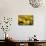 Black Eyed Susan and Ladybug-Lantern Press-Mounted Art Print displayed on a wall
