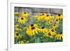 Black eyed Susan, Austin, Texas, Usa-Lisa S Engelbrecht-Framed Photographic Print