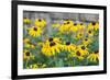 Black eyed Susan, Austin, Texas, Usa-Lisa S Engelbrecht-Framed Photographic Print