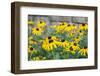 Black eyed Susan, Austin, Texas, Usa-Lisa S Engelbrecht-Framed Photographic Print