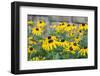 Black eyed Susan, Austin, Texas, Usa-Lisa S Engelbrecht-Framed Photographic Print