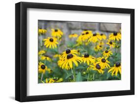 Black eyed Susan, Austin, Texas, Usa-Lisa S Engelbrecht-Framed Photographic Print