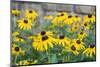 Black eyed Susan, Austin, Texas, Usa-Lisa S Engelbrecht-Mounted Photographic Print