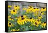 Black eyed Susan, Austin, Texas, Usa-Lisa S Engelbrecht-Framed Stretched Canvas