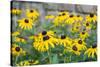 Black eyed Susan, Austin, Texas, Usa-Lisa S Engelbrecht-Stretched Canvas