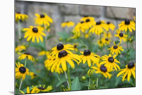 Black eyed Susan, Austin, Texas, Usa-Lisa S Engelbrecht-Mounted Photographic Print