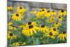 Black eyed Susan, Austin, Texas, Usa-Lisa S Engelbrecht-Mounted Photographic Print