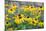 Black eyed Susan, Austin, Texas, Usa-Lisa S Engelbrecht-Mounted Photographic Print