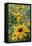 Black Eyed Susan Daisies-Anna Miller-Framed Stretched Canvas