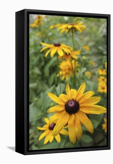 Black Eyed Susan Daisies-Anna Miller-Framed Stretched Canvas