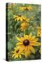 Black Eyed Susan Daisies-Anna Miller-Stretched Canvas