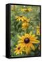 Black Eyed Susan Daisies-Anna Miller-Framed Stretched Canvas