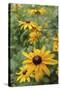 Black Eyed Susan Daisies-Anna Miller-Stretched Canvas